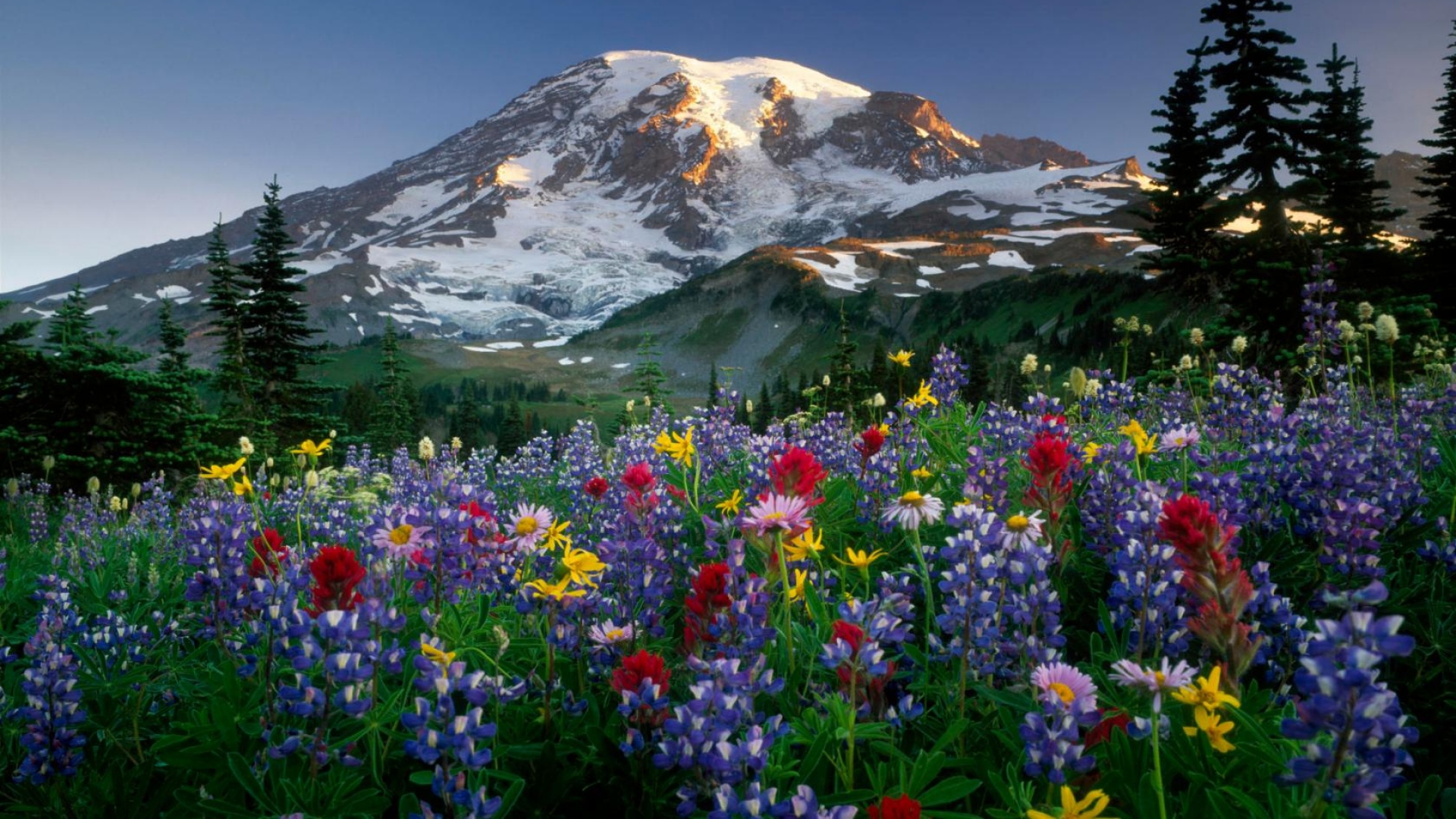 lupines_flowers_fields_mountains_trees_nature_snow_33568_1920x1080